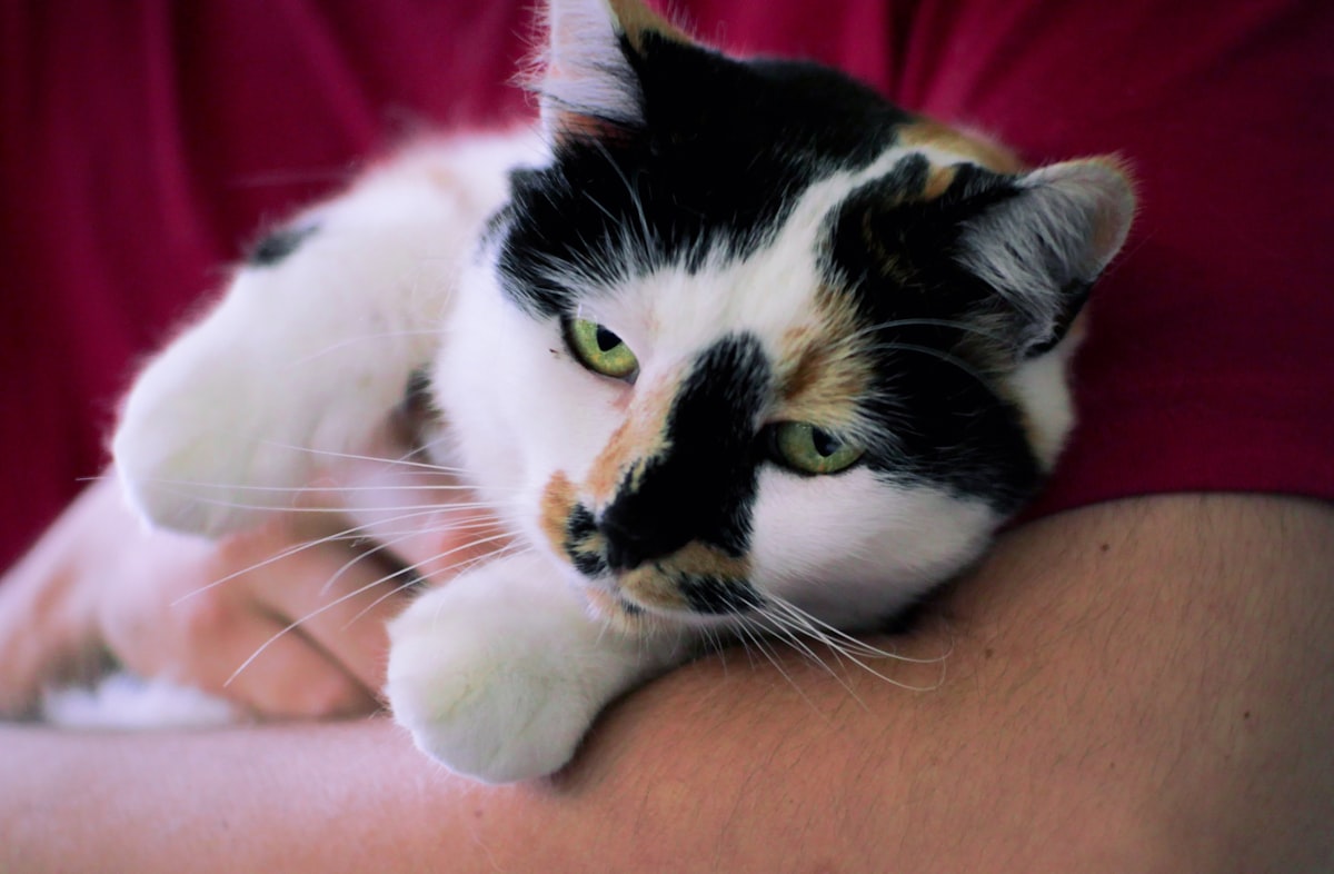 A calico cat resting cradled on a person's forearm in a domestic setting, no identifiable human face in frame and no readable brands or logos, for the piece on pets becoming family and the pet-spending line that never gets cut